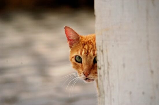 Gato