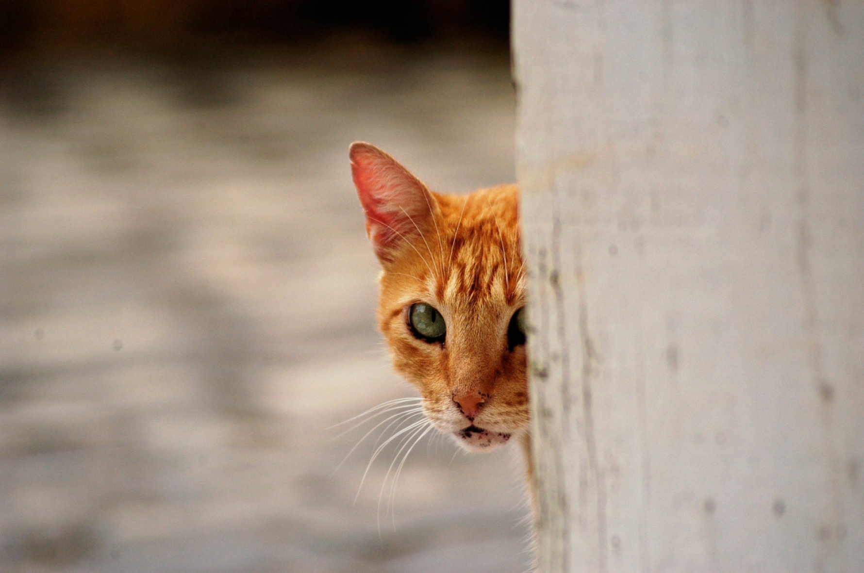 Gato