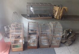 Foram encontradas gaiolas com pássaros da fauna silvestre na área externa da casa
