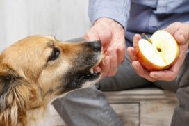 "Entre as frutas que devem ser evitadas est&atilde;o as uvas, pois s&atilde;o t&oacute;xicas e podem causar les&otilde;es renais; abacate, que pode causar v&ocirc;mito ou diarreia; cereja", explica Karoline Iorgov Canil