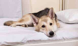 Quase 63% dos tutores de c&atilde;es e 51% dos tutores de gatos adotaram seus pets em abrigos e ONGs