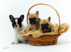 Cuidados com cães de focinho achatado