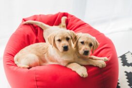 No primeiro encontro, o tutor deve fazer uma introdu&ccedil;&atilde;o gradativa, sempre com supervis&atilde;o e aten&ccedil;&atilde;o aos sinais corporais que o animal expressa