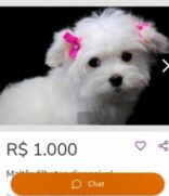 Os golpistas anunciam filhotes de raça na plataforma de vendas