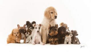 Instituto Pet Brasil lança Yearbook 2020