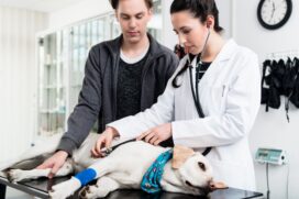 Para prevenir a doen&ccedil;a, vale investir em protetor solar espec&iacute;fico para animais de estima&ccedil;&atilde;o, manter os exames de c&atilde;es e gatos em dia