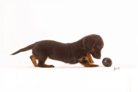 cachorro