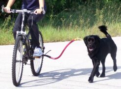Lei proíbe a condução de animais presos a veículos motorizados ou não