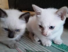 Entre os motivos que levam mais pessoas a optarem por um felino como pet, est&atilde;o o crescimento dos lares com uma s&oacute; pessoa e a verticaliza&ccedil;&atilde;o das cidades