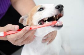 Feridas na face, coceira no focinho, dificuldade para apreender o alimento, diminui&ccedil;&atilde;o do apetite por dor de dente e produ&ccedil;&atilde;o excessiva de saliva est&atilde;o entre os sinais de que algo n&atilde;o est&aacute; bem com a sa&uacu
