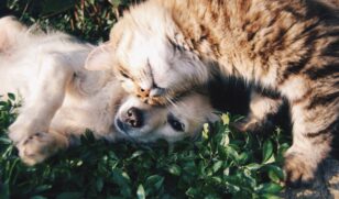 A castração deixa a saúde do seu animalzinho em dia