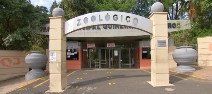 Chimpanzé escapou e mobilizou equipes em zoológico de Sorocaba; após ser resgatada, ela foi colocada novamente em seu recinto