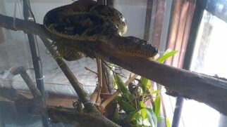 Cobra está em um terrário e será mantida em cativeiro para exames e estudos