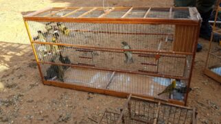 Na esteira da defesa dos animais, um Projeto de Lei de minha autoria (PL1487/19), que proíbe a criação de qualquer espécie de aves em gaiolas e cativeiros