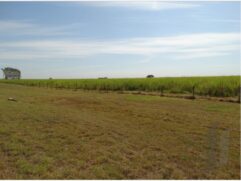 Proposta prevê de conversão de 40 milhões de hectares de pastagens degradadas para a produção sustentável de alimentos