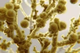 No mundo, a estimativa é que o fungo tenha levado à morte de entre 30% e 60% dos pacientes