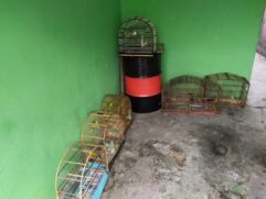 Os animais não estavam aptos para soltura imediata