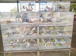 Entre as espécies apreendidas estão calopsitas, pombas exóticas, periquitos, canário belga, agapornis, além de 24 coelhos