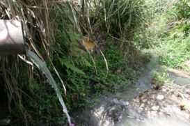 Paulistanos despejam diariamente 534,2 mil litros de esgoto sem qualquer tratamento em rios e córregos.