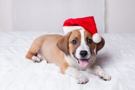 Pets n&atilde;o s&atilde;o presentes e as consequ&ecirc;ncias podem ser desastrosas