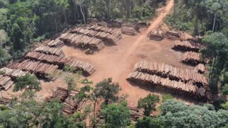 Em 2022, segundo o Imazon, o desmatamento de áreas protegidas da região chegou a 1.431 km²
