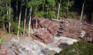 Foram apreendidos mais de 36,997 mil metros cúbicos de madeira ilegal em rodovias federais de janeiro a novembro