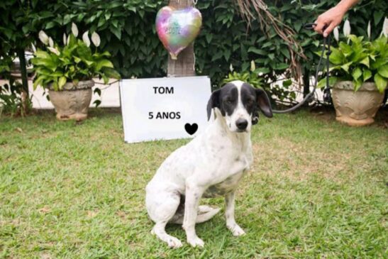 103 cães e gatos, como o Tom, foram resgatados e levados ao Abrigo Municipal, onde receberam cuidados e foram colocados para adoção