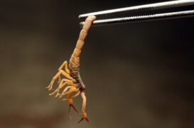 Além de perfumar e enfeitar, algumas plantas podem funcionar como barreira natural contra escorpiões.