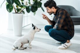 Produtos que ajudam a ensinar o pet onde fazer ou n&atilde;o as necessidades, que os protegem contra pulgas e carrapatos, que facilitam a limpeza do xixi, ou que evitam que eles se choquem contra portas de vidro est&atilde;o entre as inova&ccedil;&otilde;