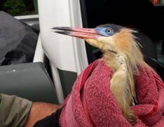 Os animais salvos são levados para avaliação clinica, passando por um período de reabilitação até serem liberados e devolvidos ao habitat natural