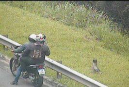 Todo manejo foi feito com equipamento de segurança, para preservar a integridade do animal, dos técnicos da concessionária e dos motoristas