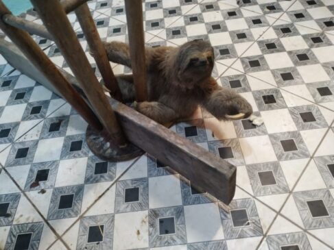 Bicho-preguiça resgatado em salão de cabeleireiro em Cotia, na Grande São Paulo