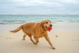 "As orelhas dos cães são bastante sensíveis e exigem atenção redobrada. A umidade, aliada ao calor, pode favorecer a proliferação de fungos e bactérias no canal auditivo, por isso, é ideal secar o ouvido do animal com algodão ou gaze", alerta veterinário.