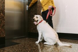 No geral, as quest&otilde;es envolvendo pets costumam incluir desentendimentos por conta de latidos, odores e intoler&acirc;ncia &agrave; presen&ccedil;a dos animais nos elevadores