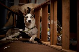 A tecnologia usa um banco de dados com mais de 10 mil amostras de latidos de 50 raças de cães em quatro tamanhos diferentes