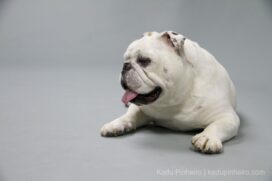 Animais cujos propriet&aacute;rios s&atilde;o obesos, que recebem frequentemente petiscos ou guloseimas, s&atilde;o mais predispostos a serem obesos