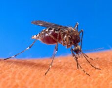 A aprovação do imunizante foi recebida pela Anvisa (Agência Nacional de Vigilância Sanitária) em março de 2023 para pessoas de 4 a 60 anos