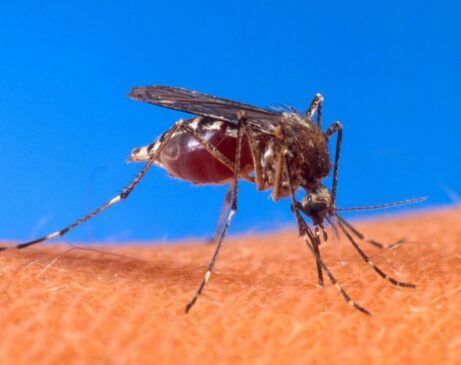 A aprovação do imunizante foi recebida pela Anvisa (Agência Nacional de Vigilância Sanitária) em março de 2023 para pessoas de 4 a 60 anos
