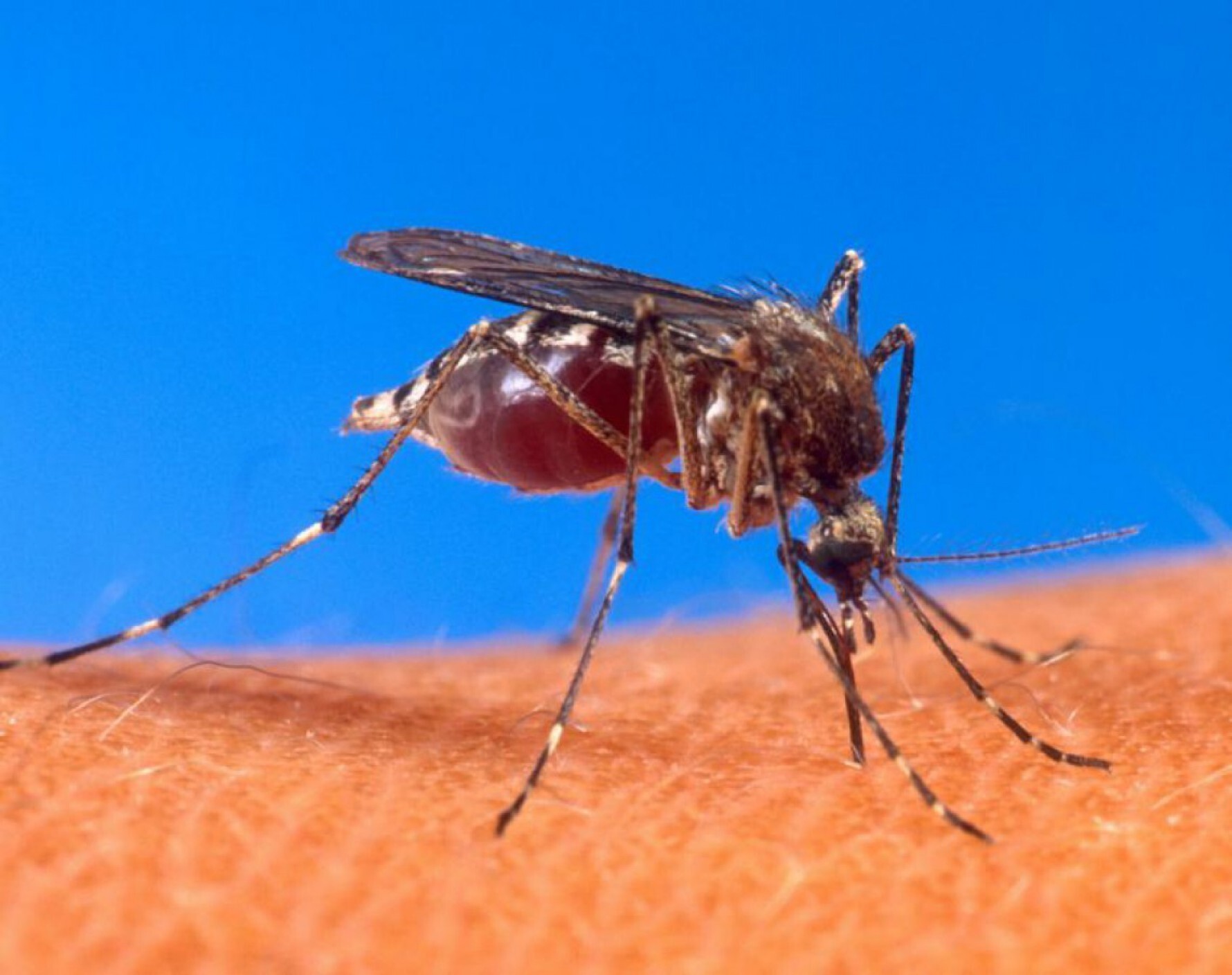 A aprovação do imunizante foi recebida pela Anvisa (Agência Nacional de Vigilância Sanitária) em março de 2023 para pessoas de 4 a 60 anos