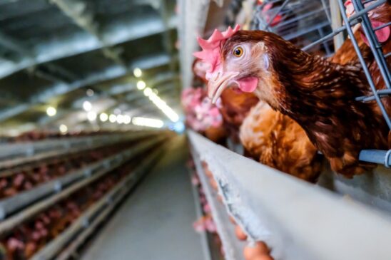 O Ministério da Agricultura e Pecuária confirmou, neste sábado (20), mais dois casos de influenza aviária de Alta Patogenicidade (IAAP) de subtipo H5N1