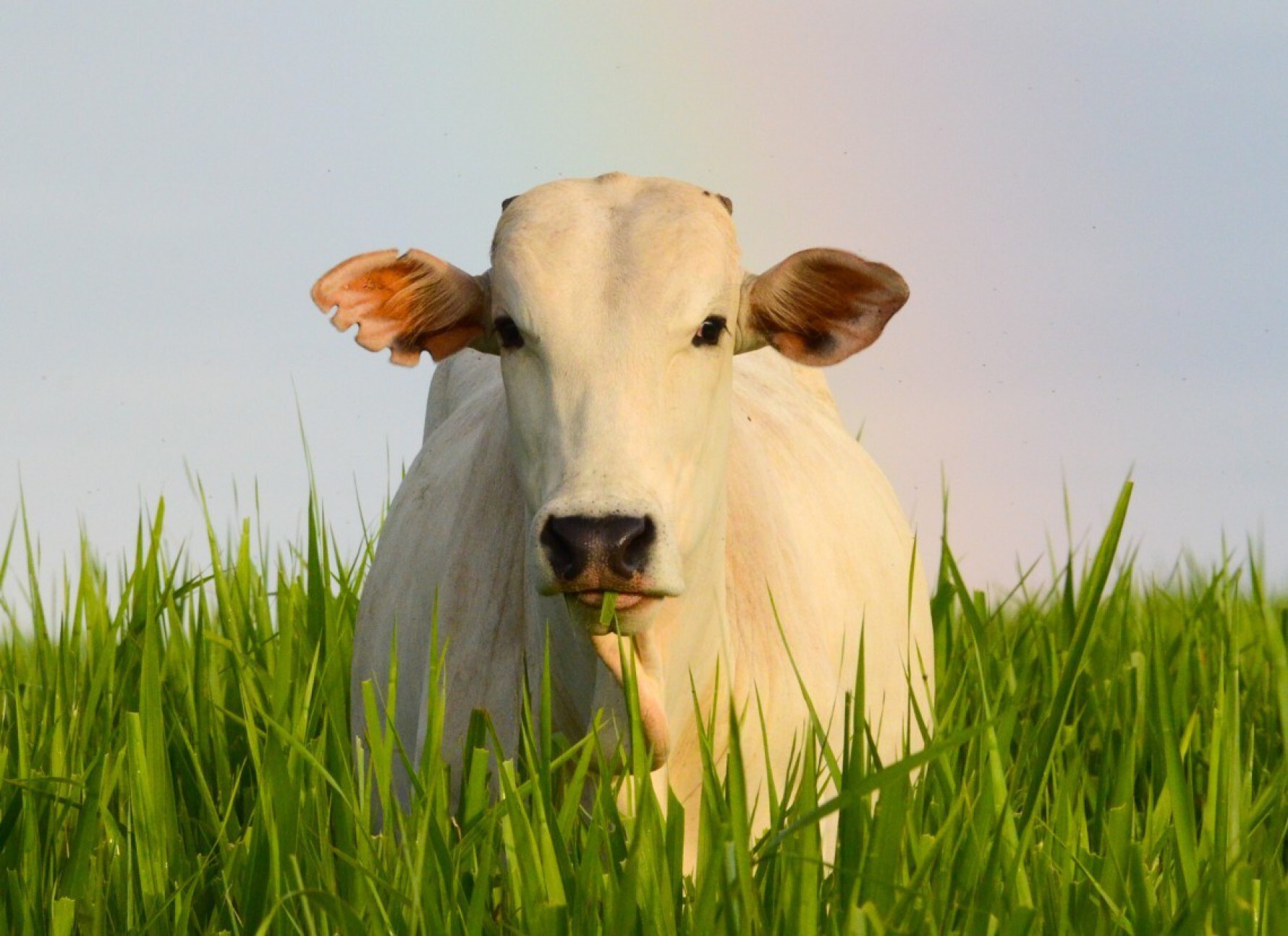 Confirmação da doença em uma fazenda no Pará durante o Carnaval provocou a suspensão imediata das exportações de carne bovina para a China