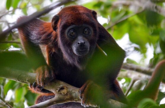 Os macacos não transmitem a doença