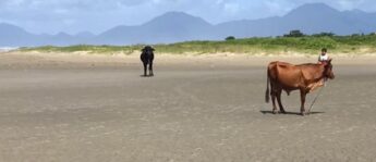 Animais circulam calmamente por praia em Itanhaém.