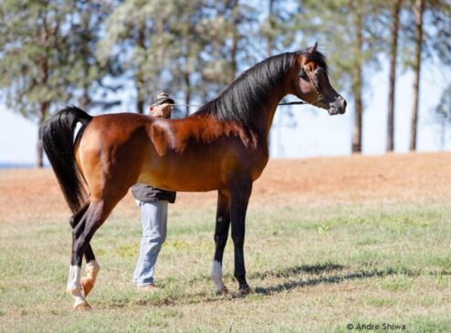 Cavalo