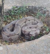 Jiboia &eacute; encontrada em cal&ccedil;ada de resid&ecirc;ncia no interior de S&atilde;o Paulo