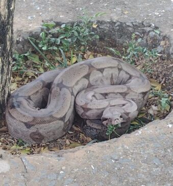 Jiboia &eacute; encontrada em cal&ccedil;ada de resid&ecirc;ncia no interior de S&atilde;o Paulo