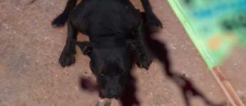 O cachorro foi morto pelos policiais após tentar atacá-los.