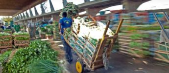 Dados revelados pela própria CEAGESP demonstram que na própria companhia vão para o lixo cerca de 150 toneladas de alimentos por dia.