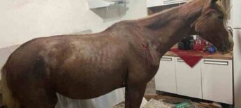 Cavalo cai de telhado em Presidente Prudente, no interior de S&atilde;o Paulo