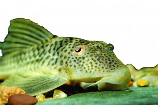 Peixe Cascudo